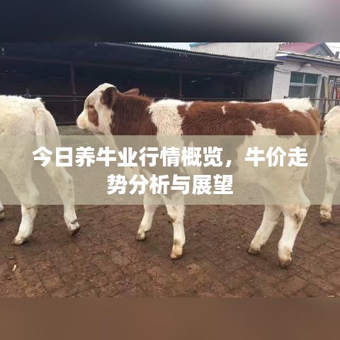 今日養(yǎng)牛業(yè)行情概覽，牛價走勢分析與展望
