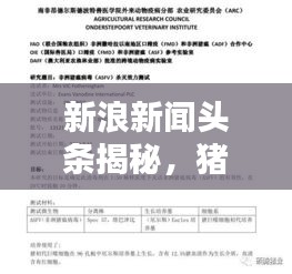 新浪新聞?lì)^條揭秘，豬瘟疫情最新動(dòng)態(tài)報(bào)告