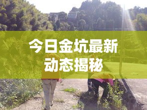 今日金坑最新動態(tài)揭秘