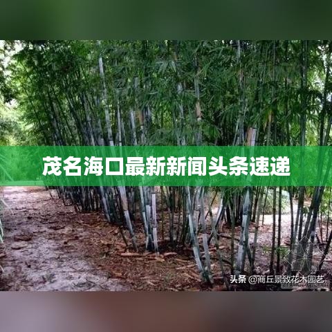 茂名?？谧钚滦侣勵^條速遞