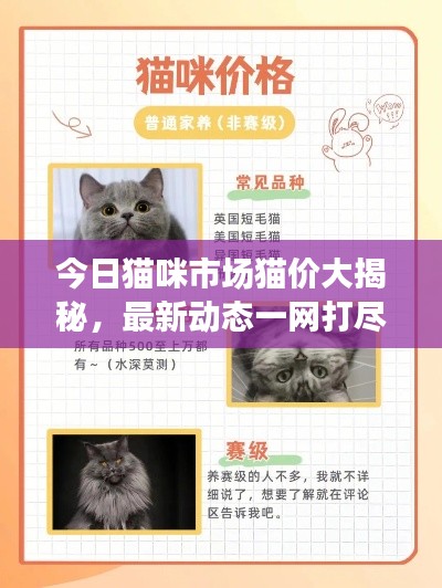 今日貓咪市場(chǎng)貓價(jià)大揭秘，最新動(dòng)態(tài)一網(wǎng)打盡！
