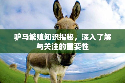 驢馬繁殖知識(shí)揭秘，深入了解與關(guān)注的重要性
