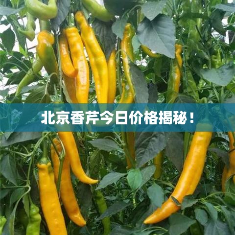 北京香芹今日價(jià)格揭秘！