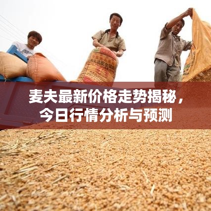 麥夫最新價格走勢揭秘，今日行情分析與預(yù)測