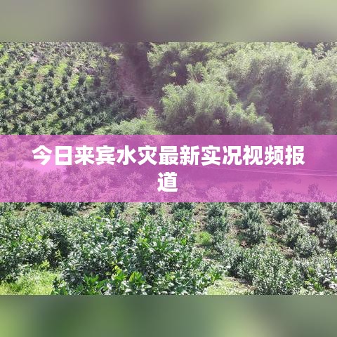 今日來賓水災(zāi)最新實(shí)況視頻報(bào)道