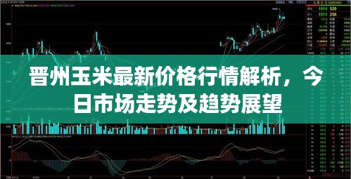 晉州玉米最新價(jià)格行情解析，今日市場(chǎng)走勢(shì)及趨勢(shì)展望