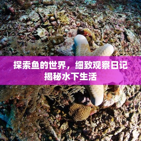 探索魚的世界，細(xì)致觀察日記揭秘水下生活