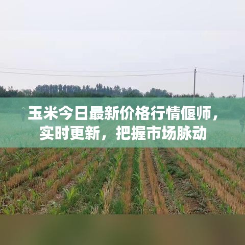 玉米今日最新價(jià)格行情偃師，實(shí)時(shí)更新，把握市場(chǎng)脈動(dòng)